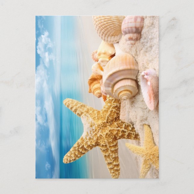 Seashells  postcard (Front)