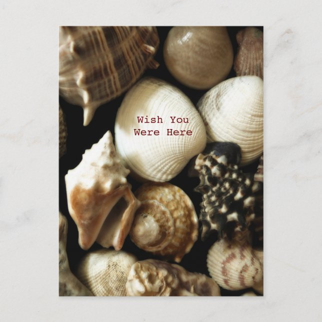 Seashells Postcard (Front)