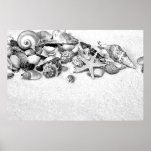 Seashells Poster
