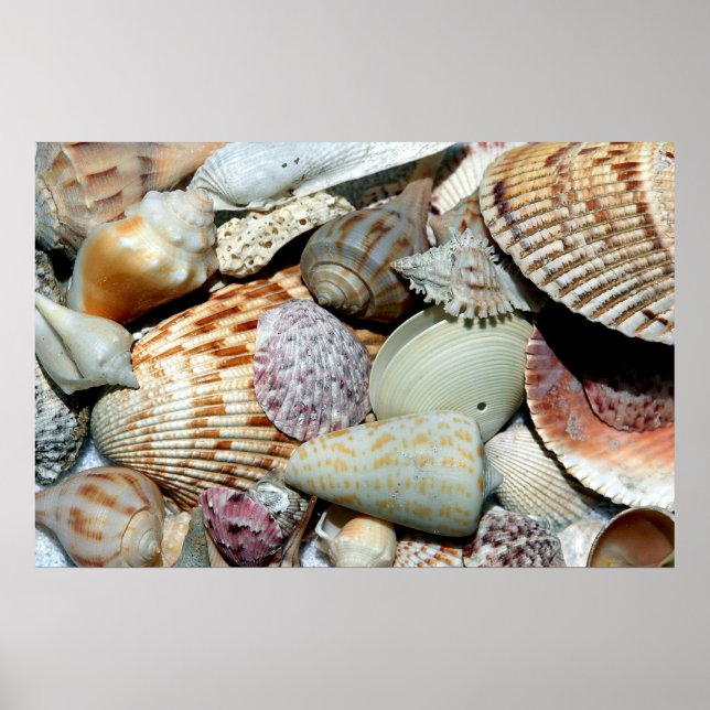seashells poster (Front)