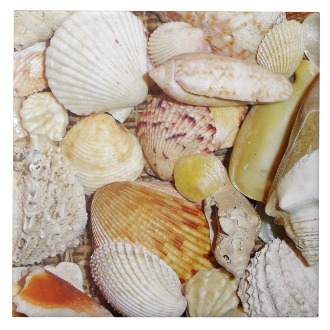 Seashells Tile (Front)