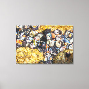 Seashells Under Water Canvas Print