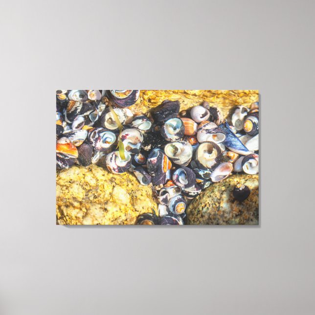 Seashells Under Water Canvas Print (Front)