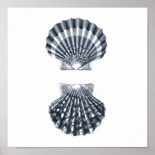 Seashells Vie marine Group12A print#4 décoration d