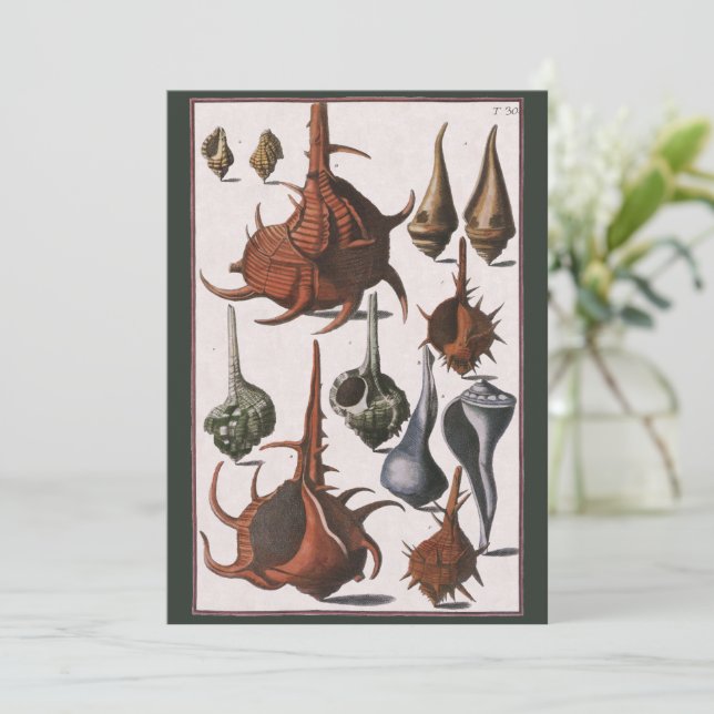 Seashells, Vintage Sea Shells, Ocean Marine Life (Standing Front)