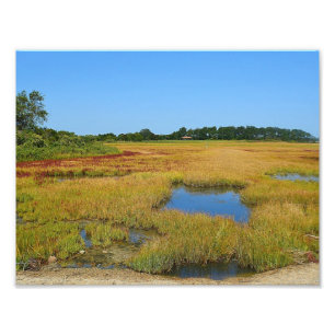 Seashore Marsh Photo Print
