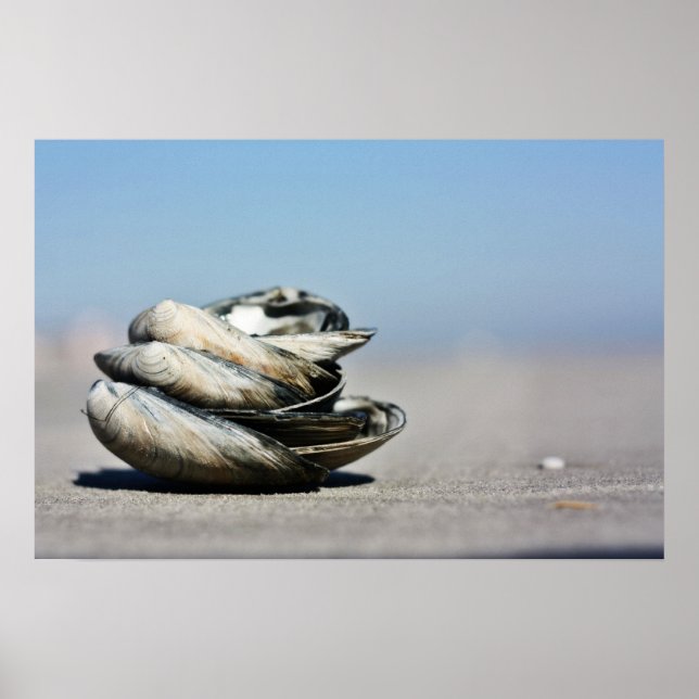 Seashore Seashells Poster (Front)