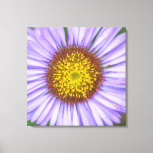 Seaside Daisy Canvas Print