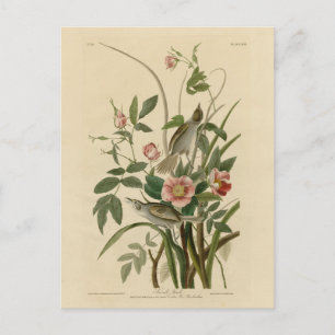Seaside Finch (Sparrow) Audubon's Birds of America Postcard