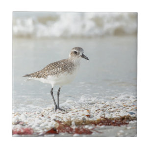 Seaside Plover Tile