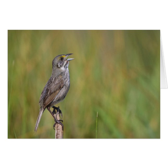 Seaside Sparrow (Front Horizontal)
