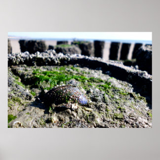 Seaside views - greetings from the sea poster