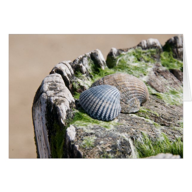 Seaside views - shells (Front Horizontal)