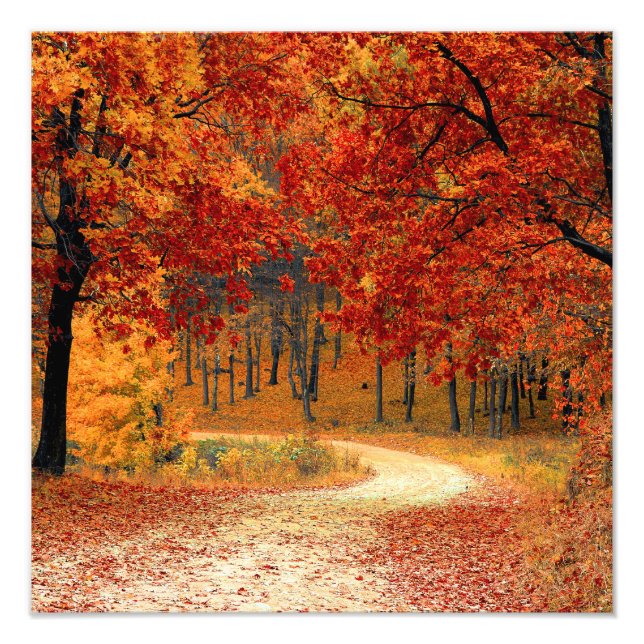 Seasonal colours of Autumn Photo Print (Front)