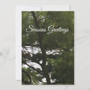 Seasons Greeting Holiday Card with Fir Tree