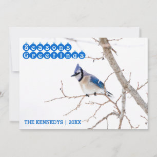 Season's Greetings - Blue Jay feeding in snow Holiday Card