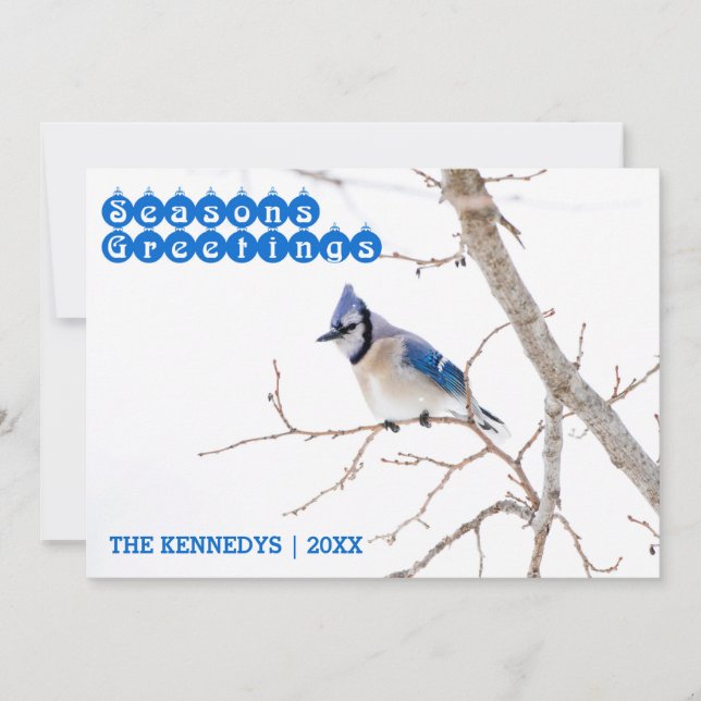 Season's Greetings - Blue Jay Feeding in Snow Holiday Card (Front)