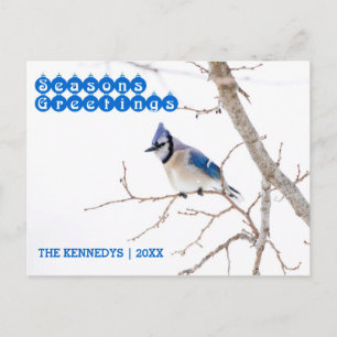 Season's Greetings - Blue Jay Feeding in Snow Holiday Postcard