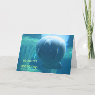season's greetings - fat manatee holiday card
