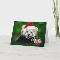 Seasons Greetings from Red Panda Santa