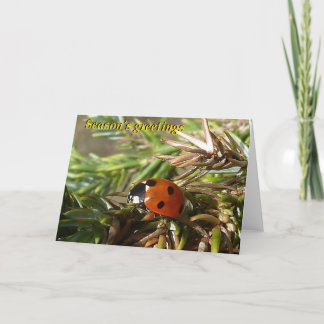 Season's greetings holiday card