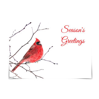 Season's Greetings Red Cardinal Watercolour Card
