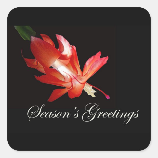 Season's Greetings Red Christmas Cactus Square Sticker (Front)