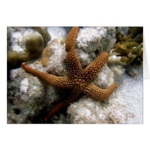 Seastar