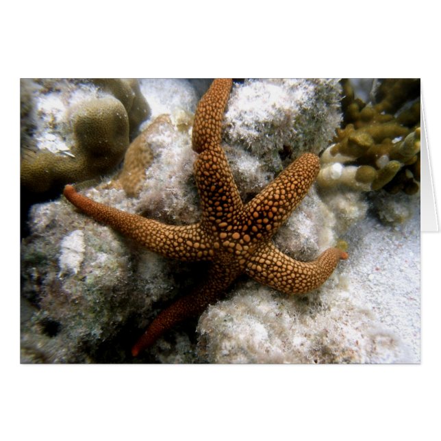 Seastar (Front Horizontal)
