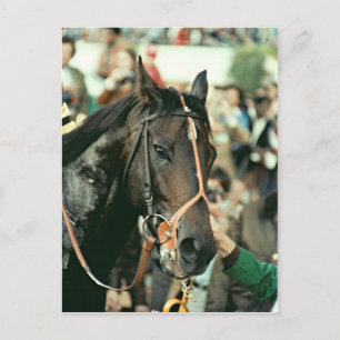Seattle Slew Thoroughbred 1978 Postcard