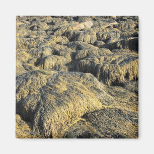 seawall seaweed magnet