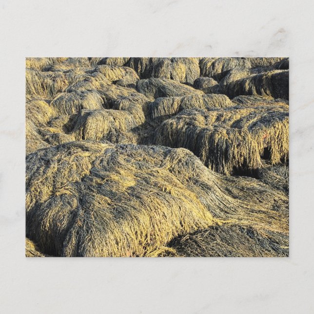 seawall seaweed postcard (Front)