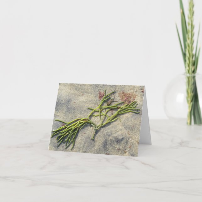 Seaweed, Cape Cod card (blank) (Front)