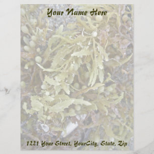 Seaweed Coordinating Items Letterhead