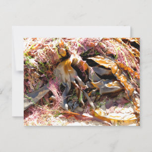 SEAWEED POSTCARD