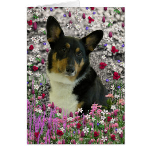 Sebastian le Corgi gallois en fleurs