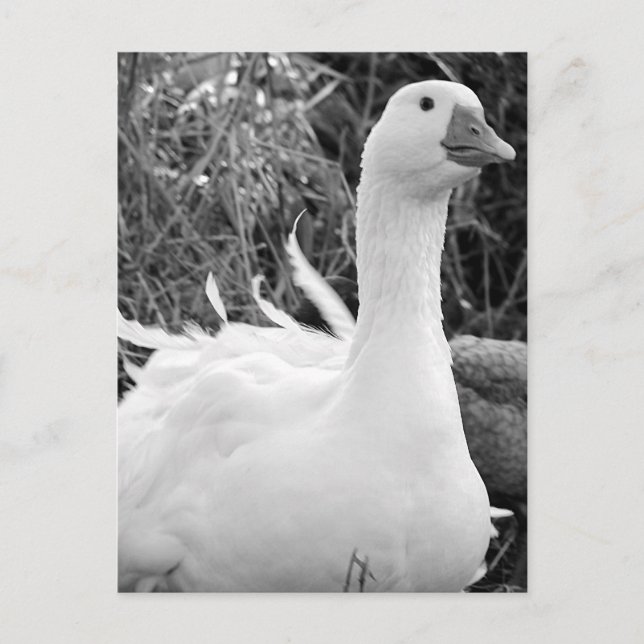 Sebastopol Goose Postcard (Front)