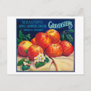 Sebastopol Gravensteins Apple LabelSonoma, CA Postcard