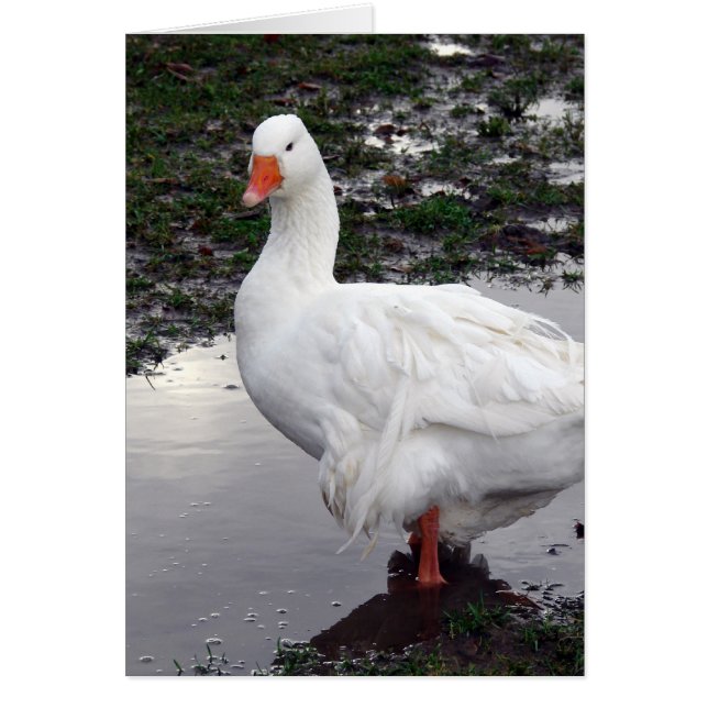 Sebbie dans une flaque (Devant)