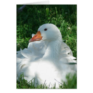 Sebbie Goose