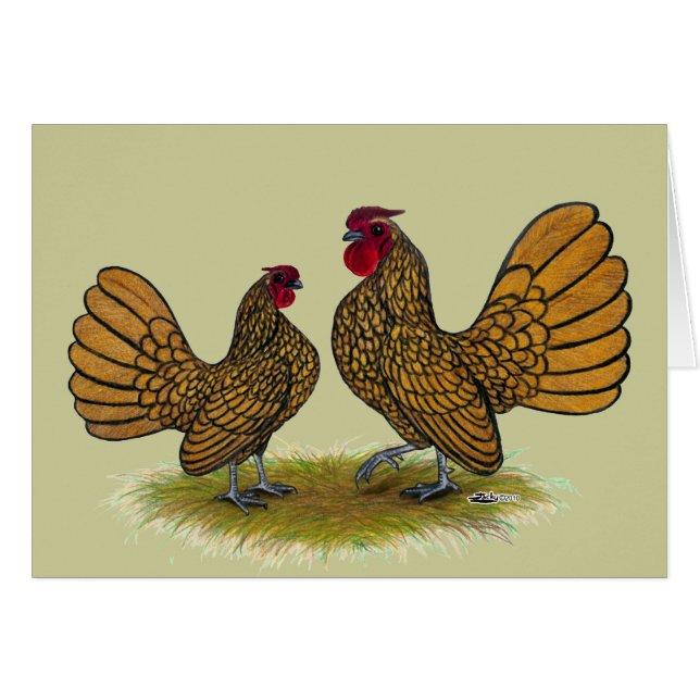 Sebright Bantams:  Golden (Front Horizontal)