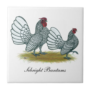 Sebright Bantams:  Silver Tile