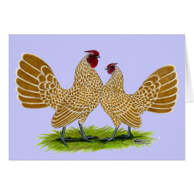 Sebrights Buff Laced (Devant Horizontal)