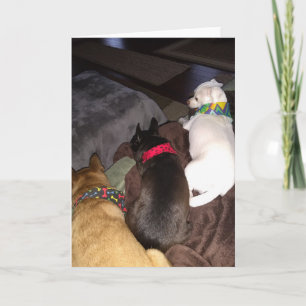 Secourez les chiens standard, carte de voeux pliée
