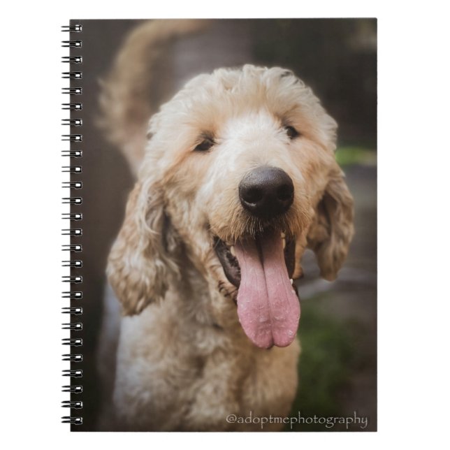 Secourir chien souriant carnet de caniche standard (Devant)