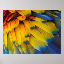 Secourt Toucan Ranch - Scarlet Macaw Poster