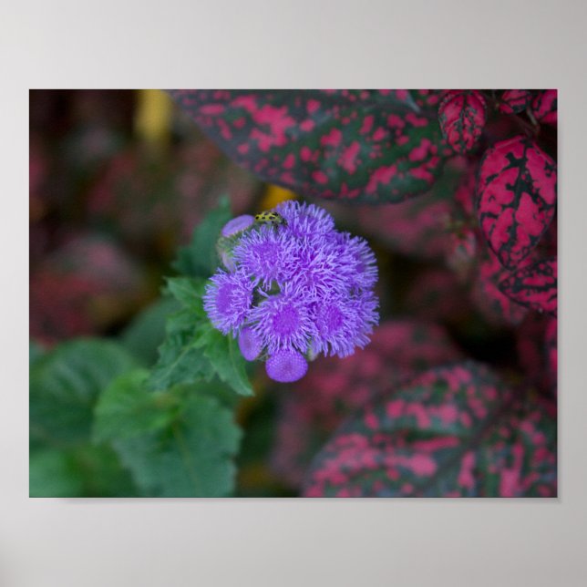 Secret Bug on a Secret Plant  Poster (Front)
