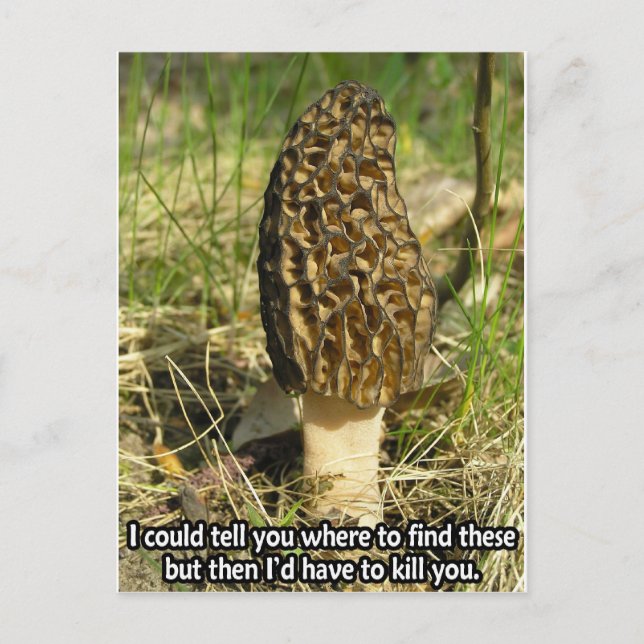 Secret of the Morel Hunter Postcard (Front)