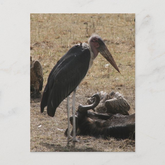secretary bird stand postcard (Front)