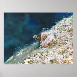 Secretary Blenny II Poster